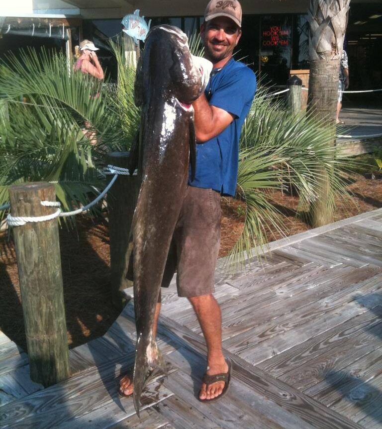 Nearshore Cobia