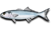 Inshore Bluefish