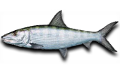 Inshore Bonefish