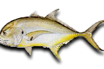 Inshore Crevalle Jack