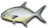 Nearshore Pompano