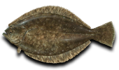 Inshore Gulf Flounder