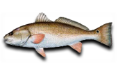 Inshore Red Drum