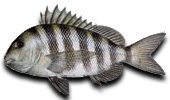 Inshore Sheepshead