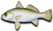 Inshore Silver Perch