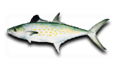 Nearshore Spanish Mackerel