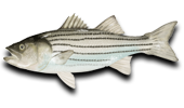 Inshore Striped Bass