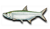 Inshore Tarpon