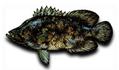 Inshore Tripletail