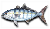 Nearshore Banded Rudderfish