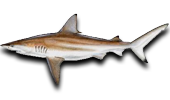 Nearshore Blacktip Shark