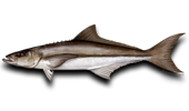 Nearshore Cobia