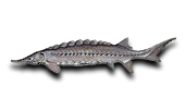 Nearshore Gulf Sturgeon