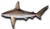 Nearshore Sandbar Shark