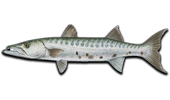 Nearshore Barracuda