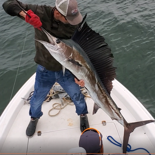 Nearshore Sailfish