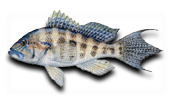 Offshore Bank Sea Bass