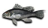 Offshore Black Sea Bass