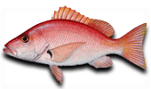 Offshore Blackfin Snapper