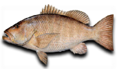 Offshore Cubera Snapper