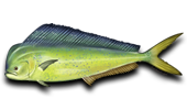 Deep Sea Mahi