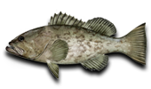 Offshore Gag Grouper