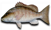 Offshore Gray Snapper