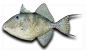 Offshore Gray Triggerfish