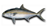 Offshore Greater Amberjack