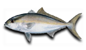 Offshore Lesser Amberjack