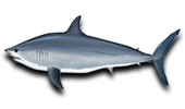 Offshore Mako Shark