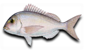 Offshore Red Porgy