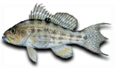 Offshore Rock Sea Bass