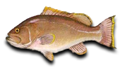 Offshore Yellowedge Grouper