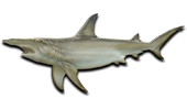 Offshore Hammerhead Shark