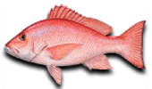 Offshore Red Snapper