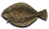Inshore Fishing Flounder