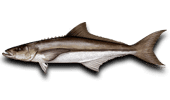 Nearshore Fishing Cobia-Ling-Lemonfish