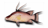 Offshore Fishing Hogfish